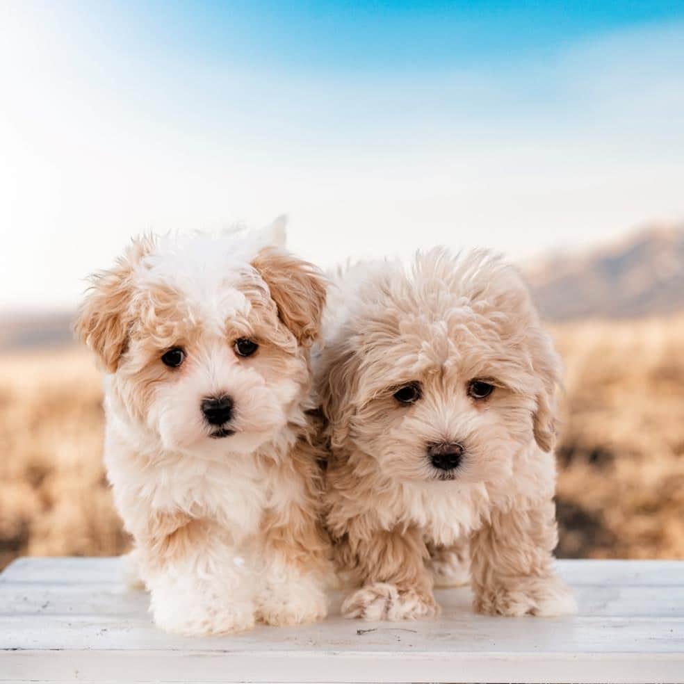Louisiana Puppy Puppies 1 Establish a Routine