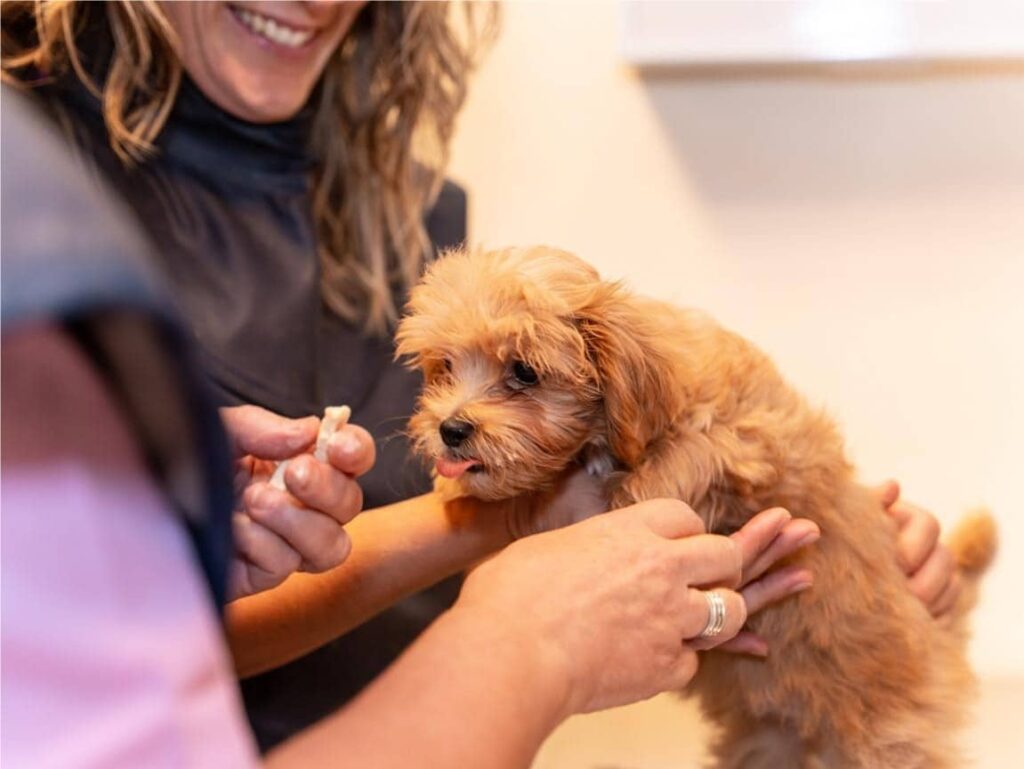 First Vet Check-Up for Puppies