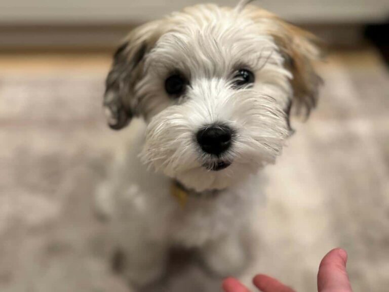 Richardson Texas Small Havapoo Puppy State