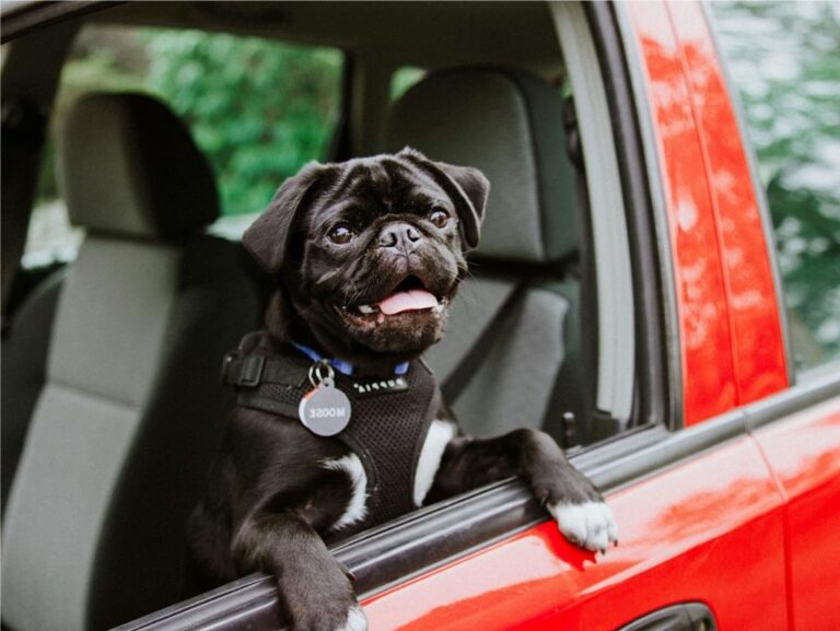 Small Dog in a Car Seat – Exposing Puppies to Car Rides (1)