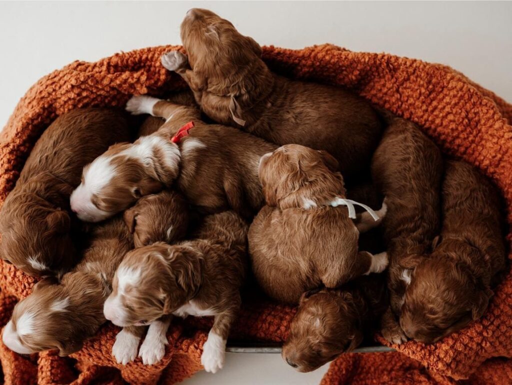 Group of Free Puppies in Utah