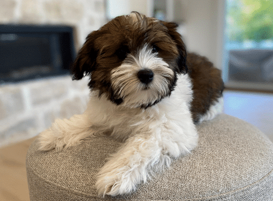 Havanese Puppies for Sale Georgia