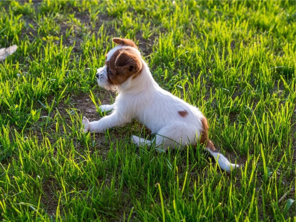 Happy, Healthy Puppy Sitting on Grass