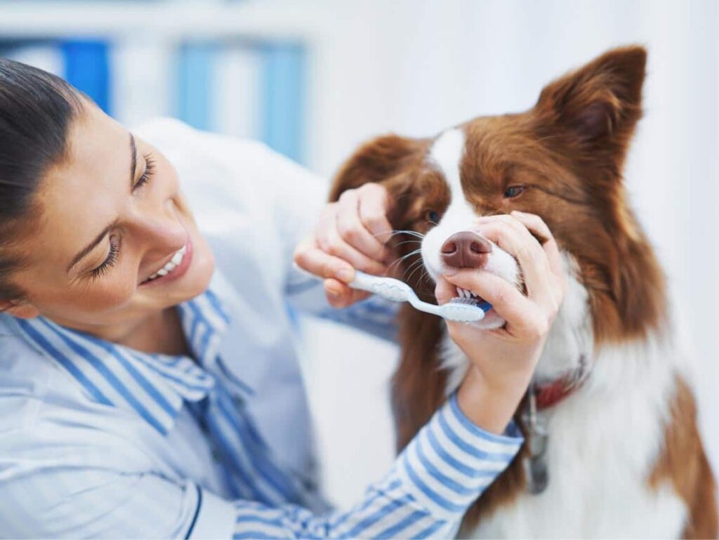 Puppy Dental Care Tips