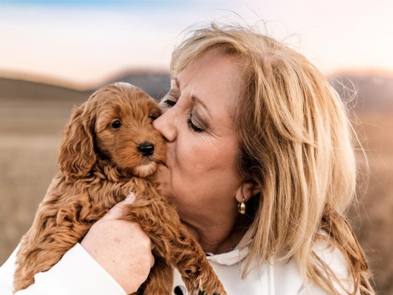 cavapoo with owner, cavapoo calm home, cavapoo anxiety signs