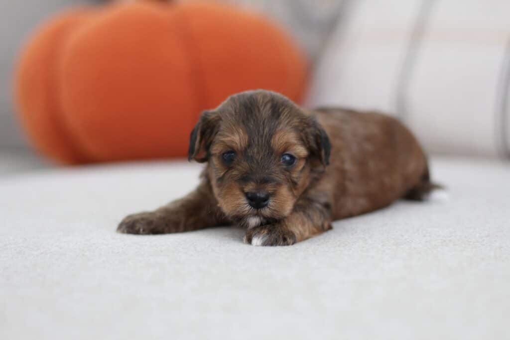 havanese-puppy, havanese-small-dog, havanese-in-clovis-city, havanese-in-california, havanese-best-small-dog