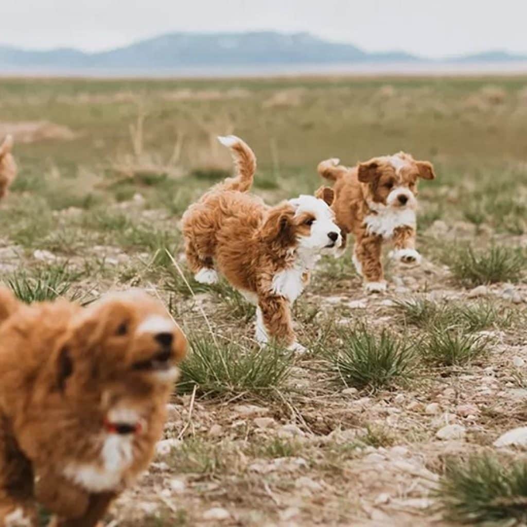 How much exercise to goldendoodles need
