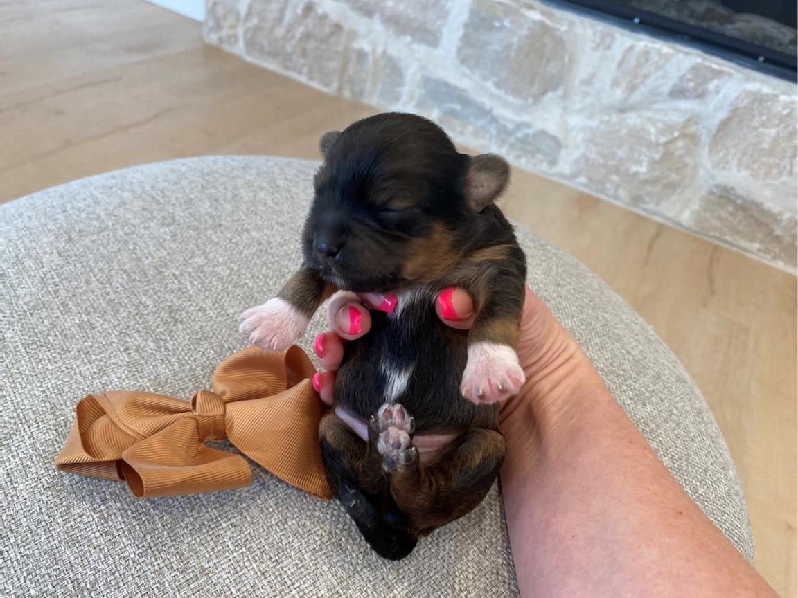 Havanese puppy for sale, AKC Havanese puppy, Havanese New York, chocolate phantom Havanese, rare Havanese colors, toy breed puppy, small hypoallergenic dog, Havanese breeder New York, non-shedding puppy, family-friendly puppy, Havanese puppy with white paws, Havanese near me, NYC puppies for sale, companion dog, playful puppy, affectionate toy breed, Havanese puppy adoption, best small dog breed, luxury dog breeds, Havanese dog temperament, brown and white Havanese, tiny Havanese puppy, Havanese puppy price, Havanese puppy delivery, best dog breeds for apartments, small lap dog, hypoallergenic puppy, chocolate-colored dog, loving family dog, intelligent toy breed