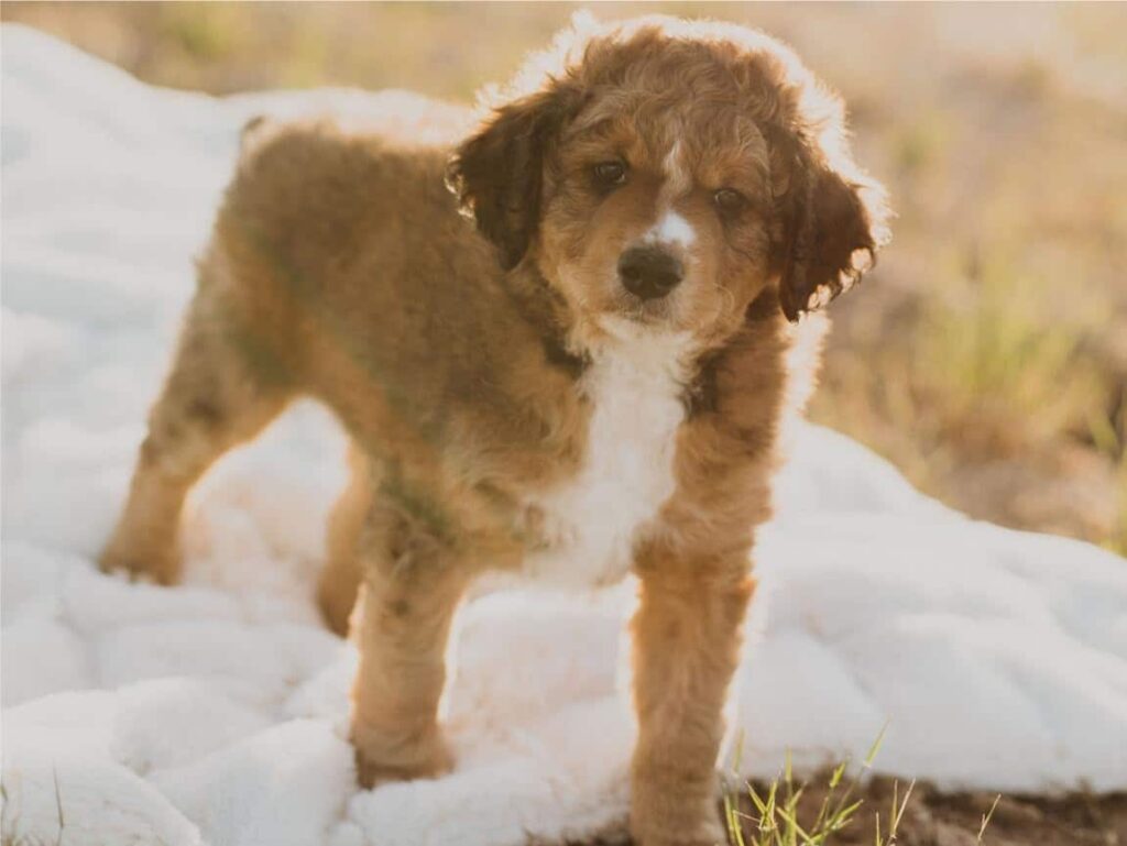 Standard Bernedoodle Puppy in Michigan