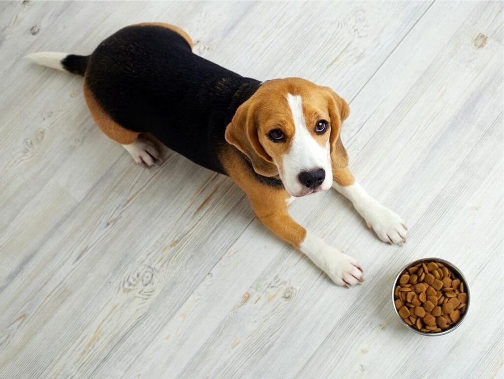 What should I feed my puppy