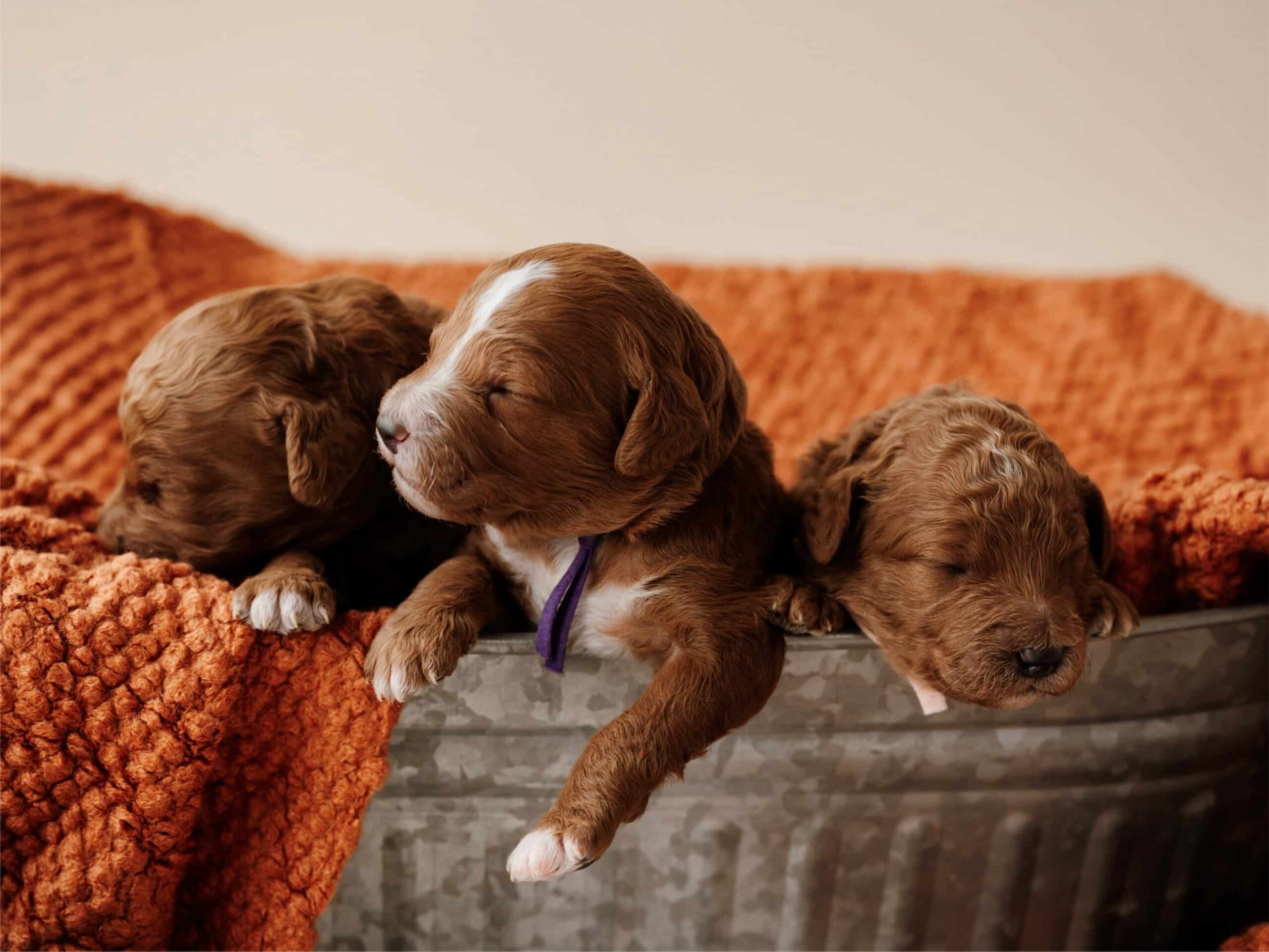 Puppies For Sale (7)