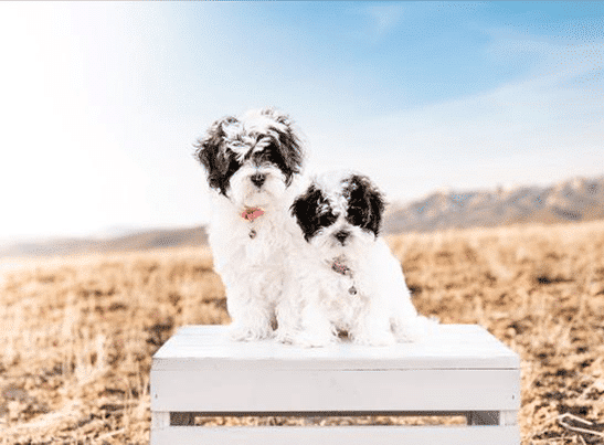 Millcreek Utah Havapoo Puppies for sale.webp, Havapoo Puppies For Sale Near Me, Poovanese, Havadoodle