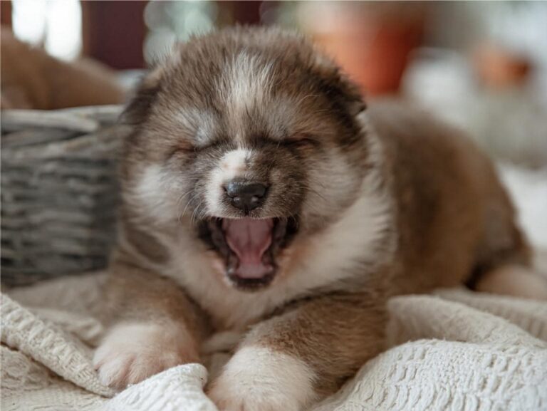 Happy Puppy With a Full Belly