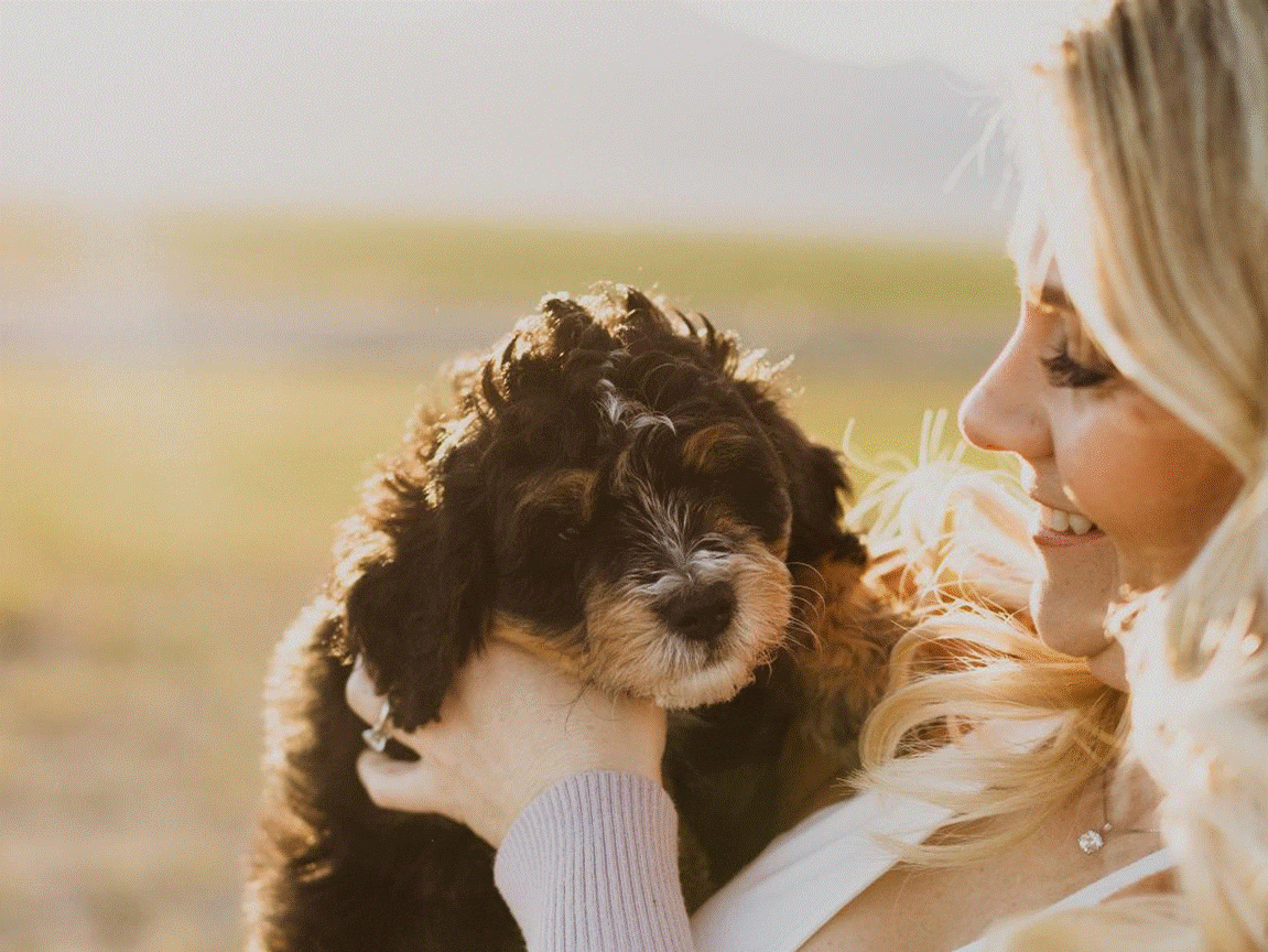 Dog Training Apartment Living