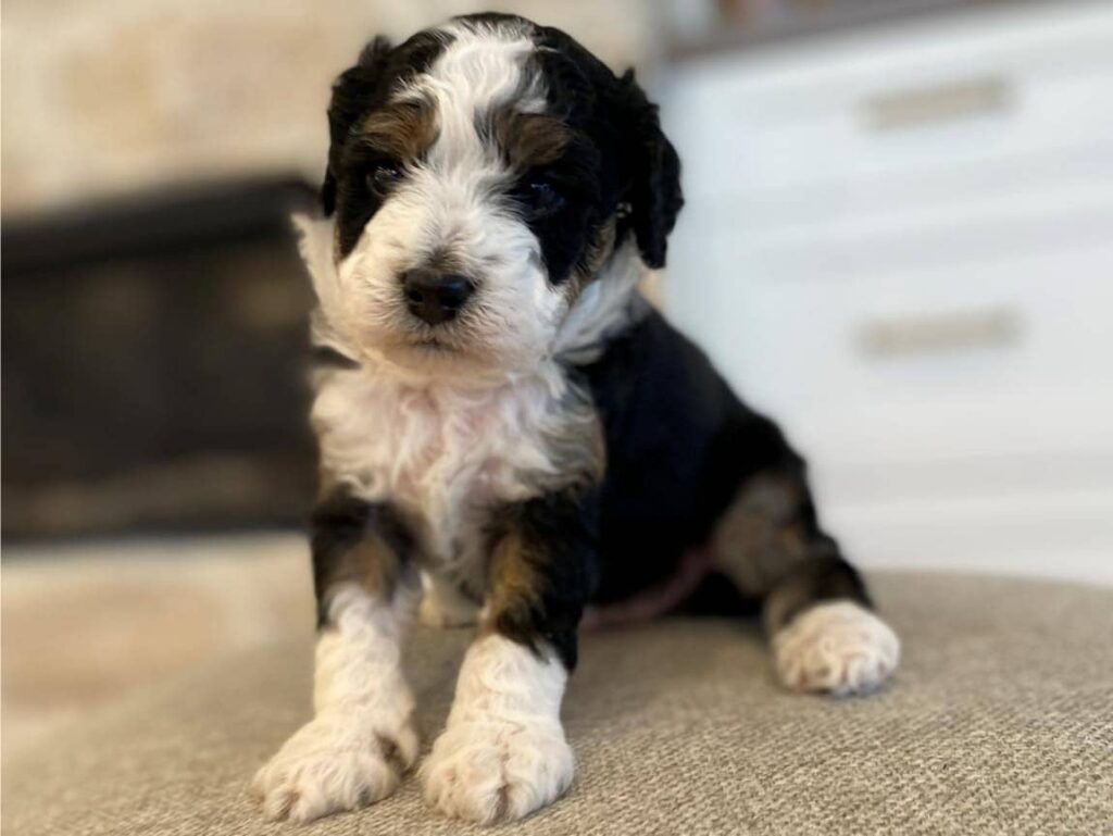 Tri-color Bernedoodle Puppy For Sale in Nebraska