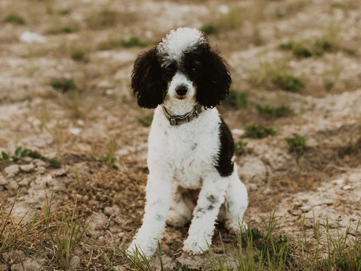 Dog friendly toward other dogs