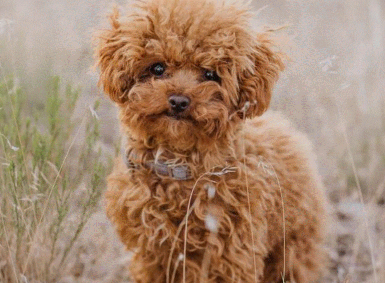 Cooper 1