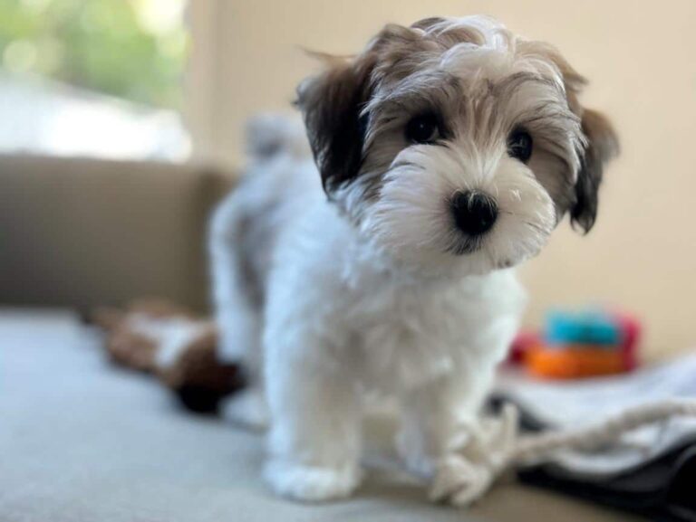 Baton Rouge Louisiana Family-Friendly Havapoo Puppies