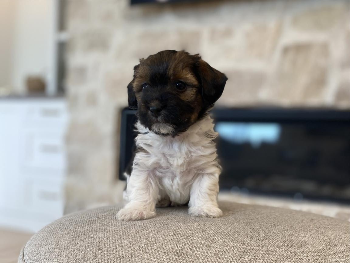 Fawn sable havapoo puppy for sale, havadoodle, havapoo, puppy for sale, puppies for sale, dog for sale, Havapoo Puppies For Sale Near Me, Poovanese, Havadoodle