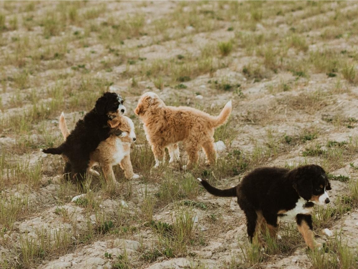 Cute Bernedoodle Puppies Playing in Michigan
