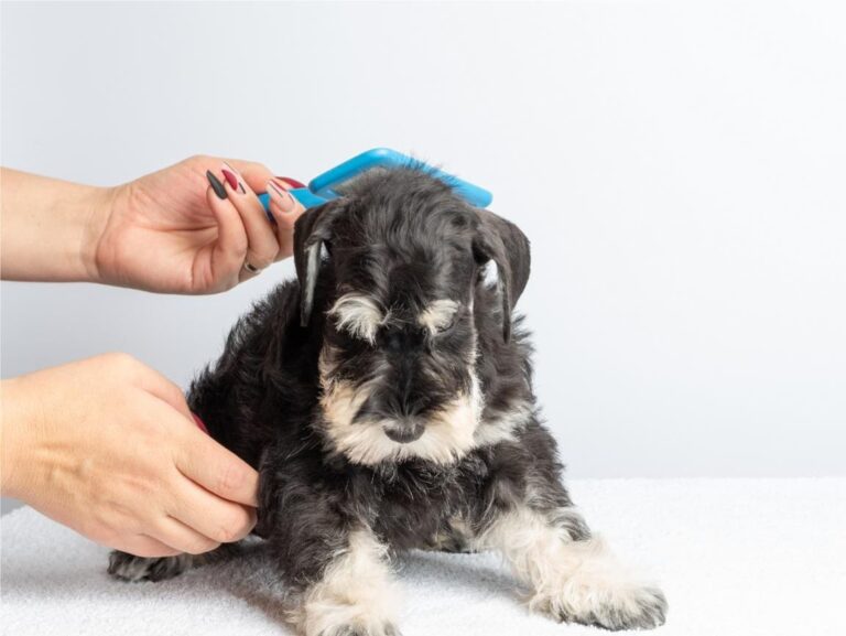 Brushing Your Puppy’s Coat
