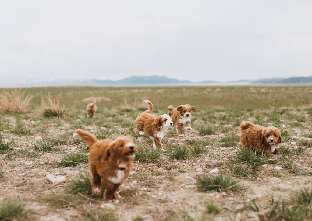 Bernedoodle Puppies Running in a field