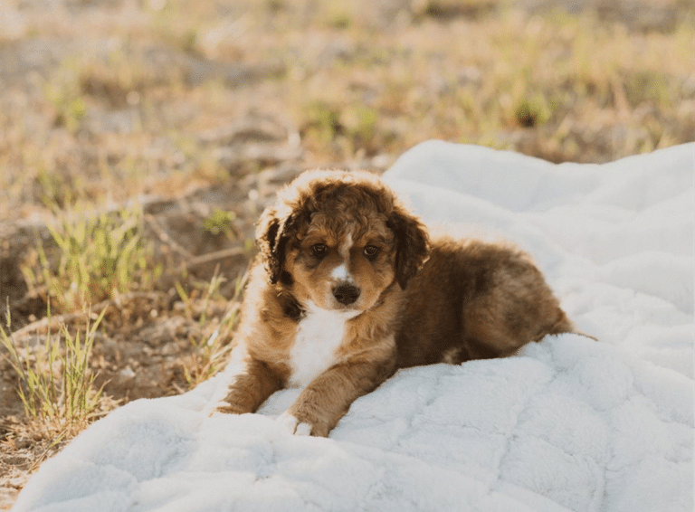 Puppies for sale in west jordan utah