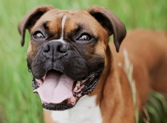 Boxer Puppies for Sale Georgia