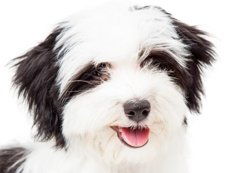 havanese-puppy, havanese-small-dog, havanese-in-rexburg-city, havanese-in-idaho, havanese-best-small-dog