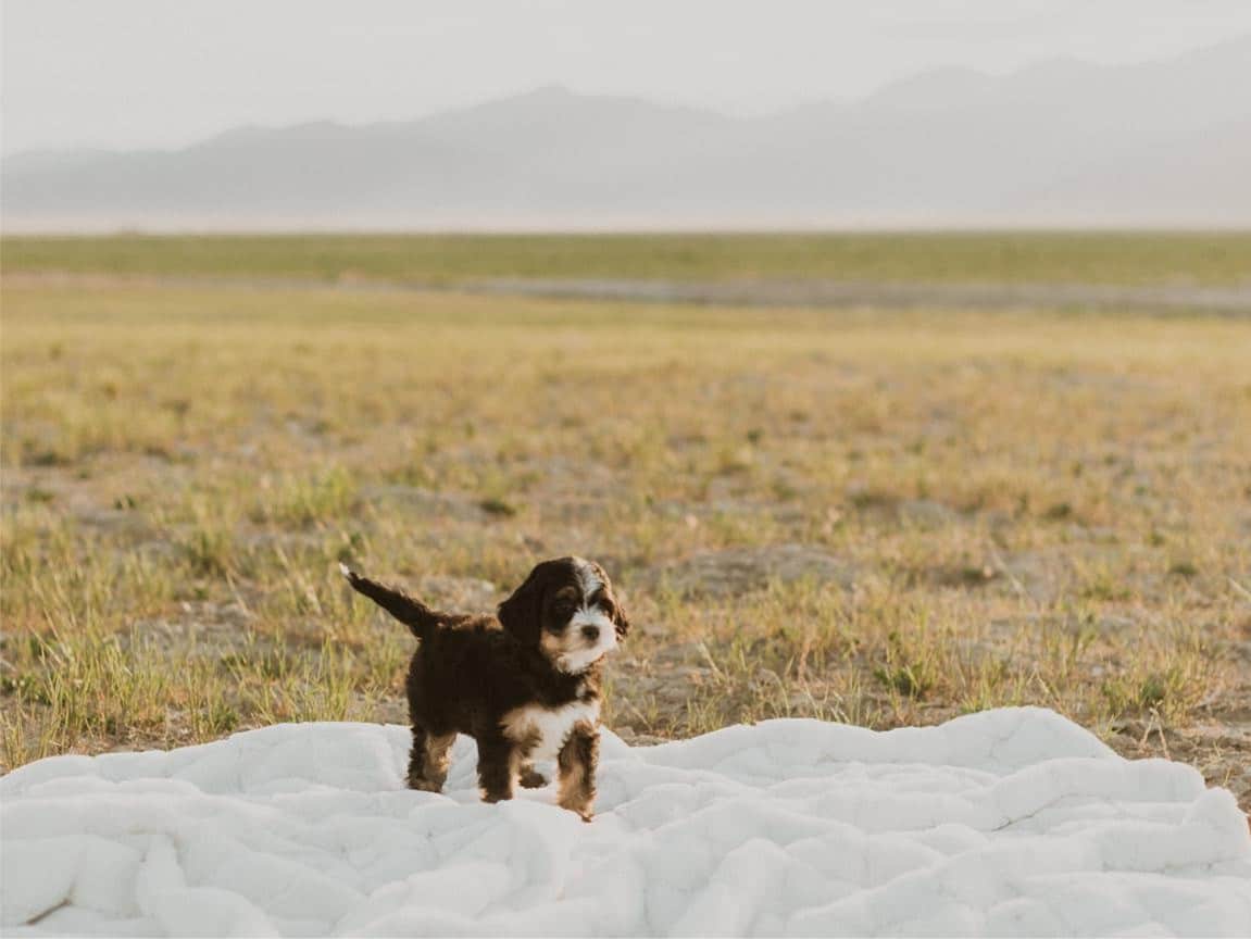 Bernedoodle Breeder with Puppies For Sale Idaho