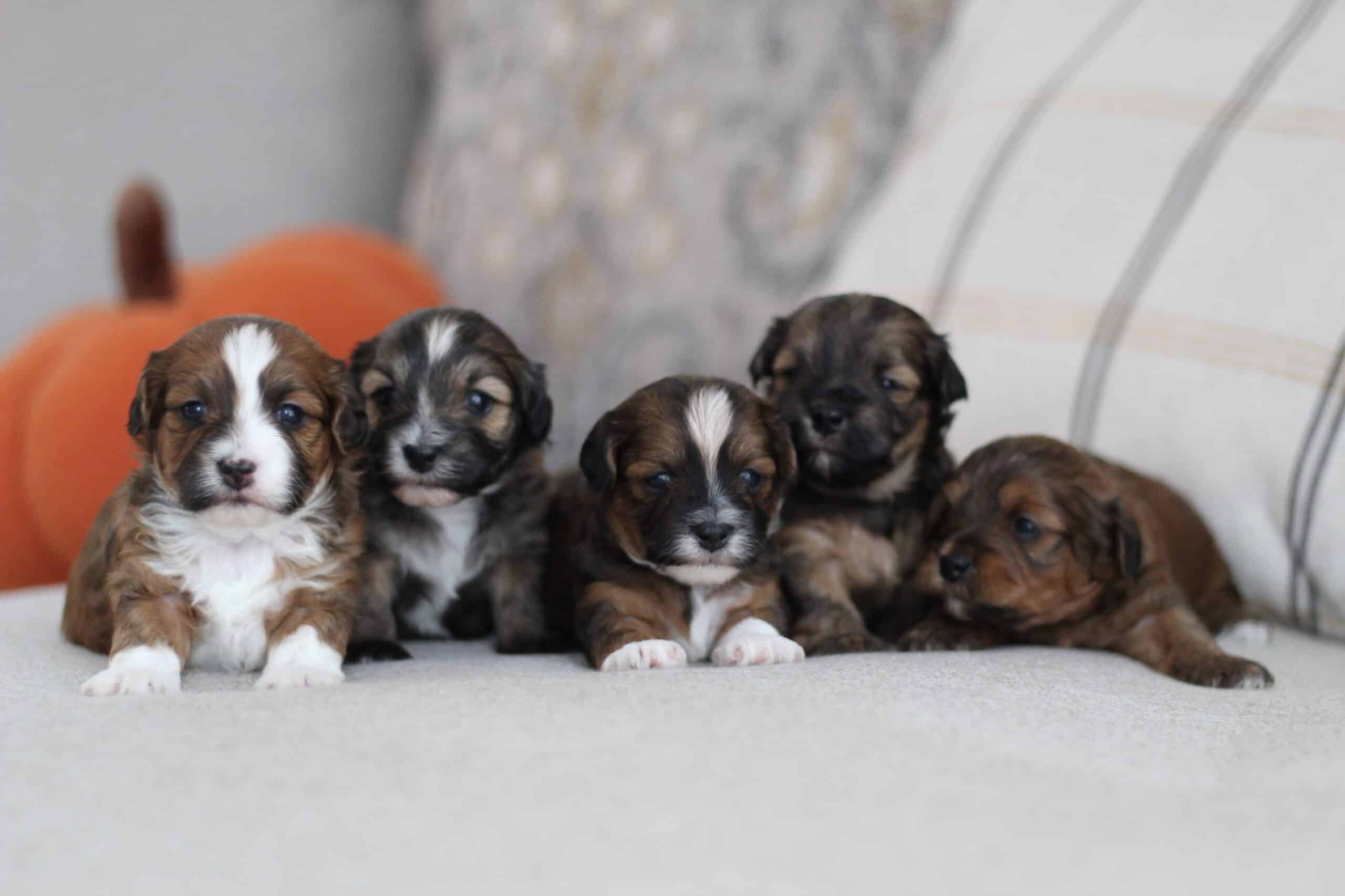 Possible look of upcoming Havapoo puppy from LadyPawsPuppies – Utah puppies with chocolate sable coat and elegant appearance