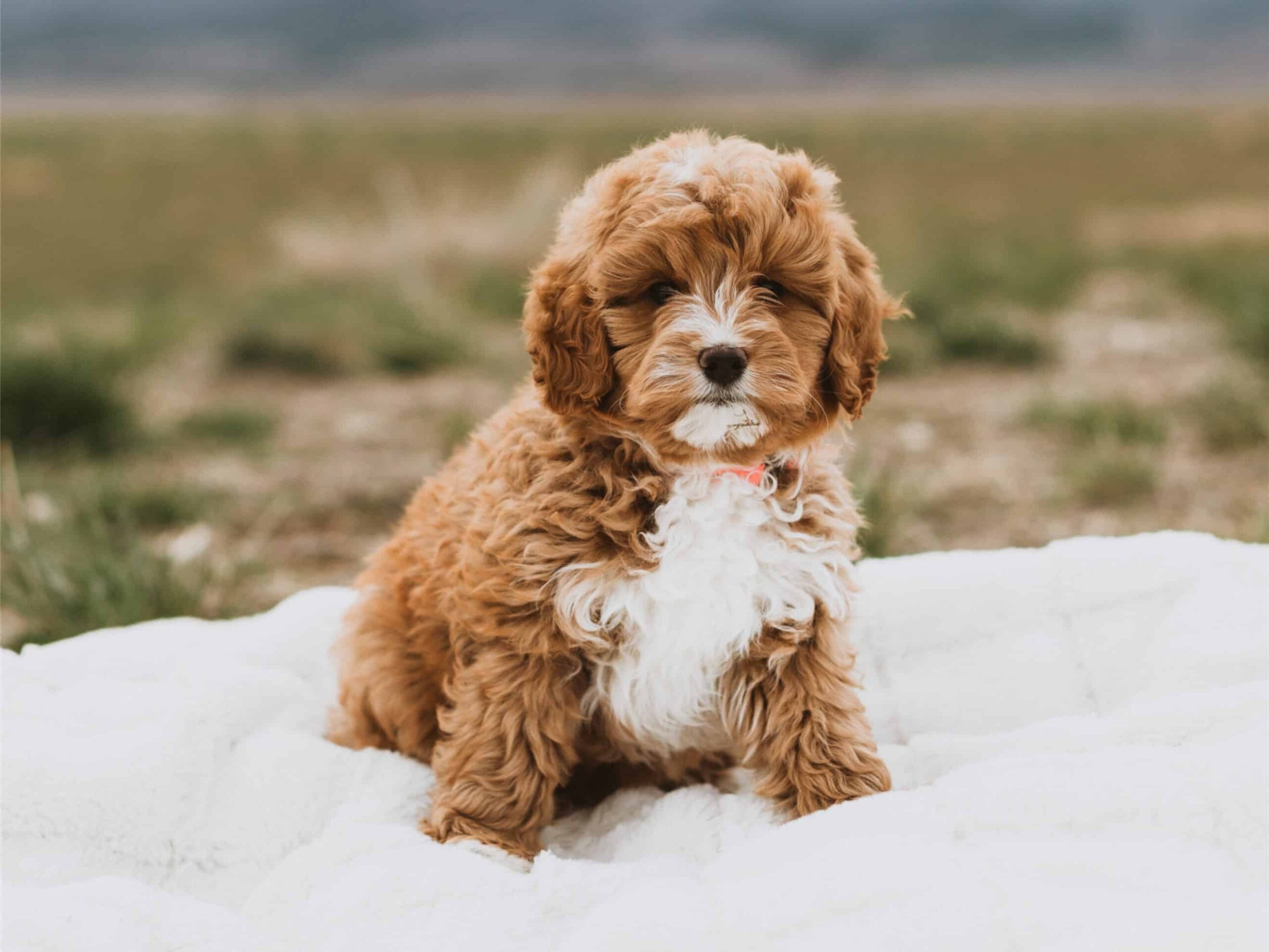 Puppies For Sale (12)