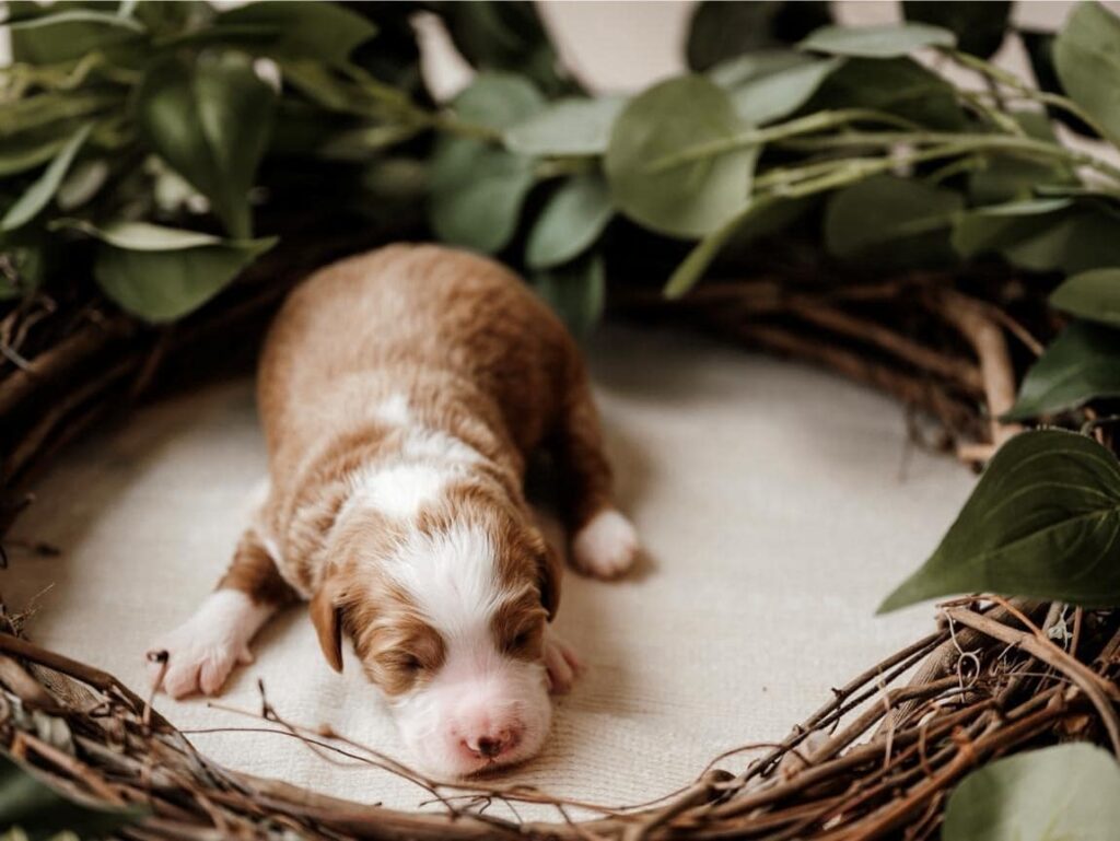 Cute Newborn Guardian Home Puppy with A wreath