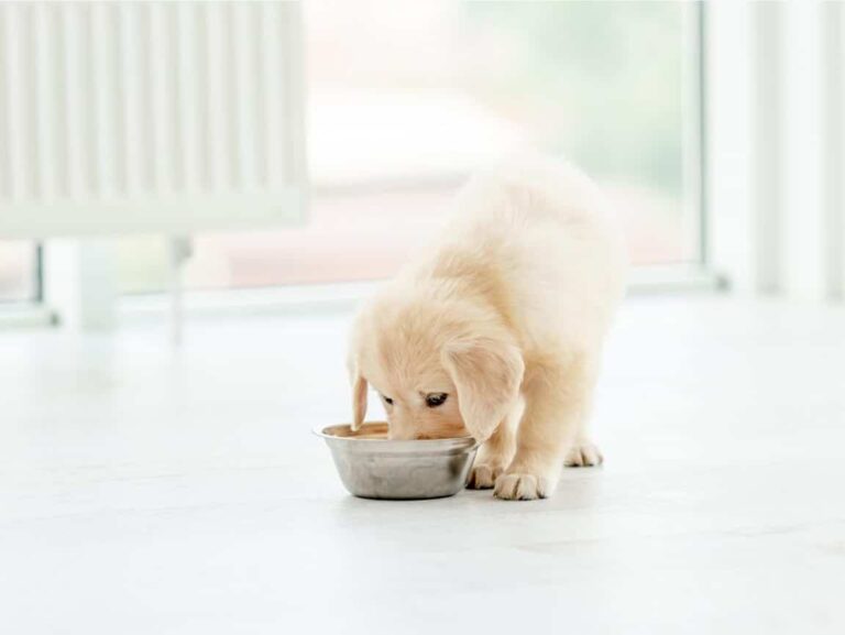 Adorable Puppy Eating from a Bowl – Best Puppy Food Guide
