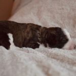 Sold Brindle Tri Boy $3500