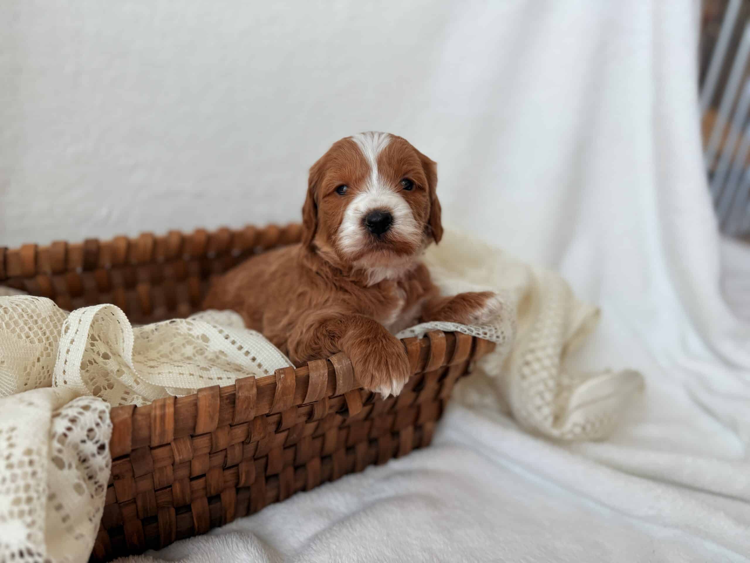 Meet Pansie, a sweet Goldendoodle puppy available for sale in Eagle Mountain, UT