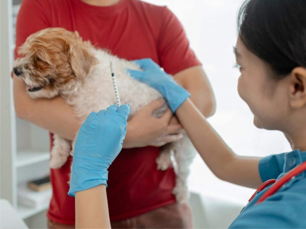 Puppy Getting a Vaccination – Puppy Vaccination Schedule