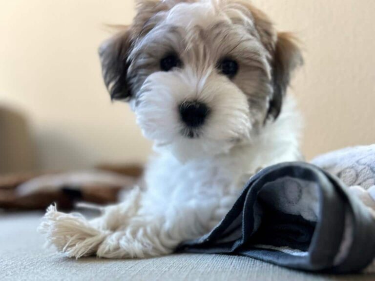 Michigan Hypoallergenic Havapoo Puppy