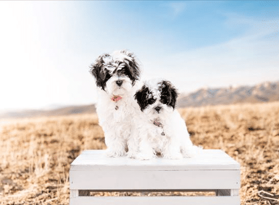 Havapoo Puppies for Sale Georgia, Havapoo Puppies for Sale Georgia Near Me, Cute Havapoo Puppies
