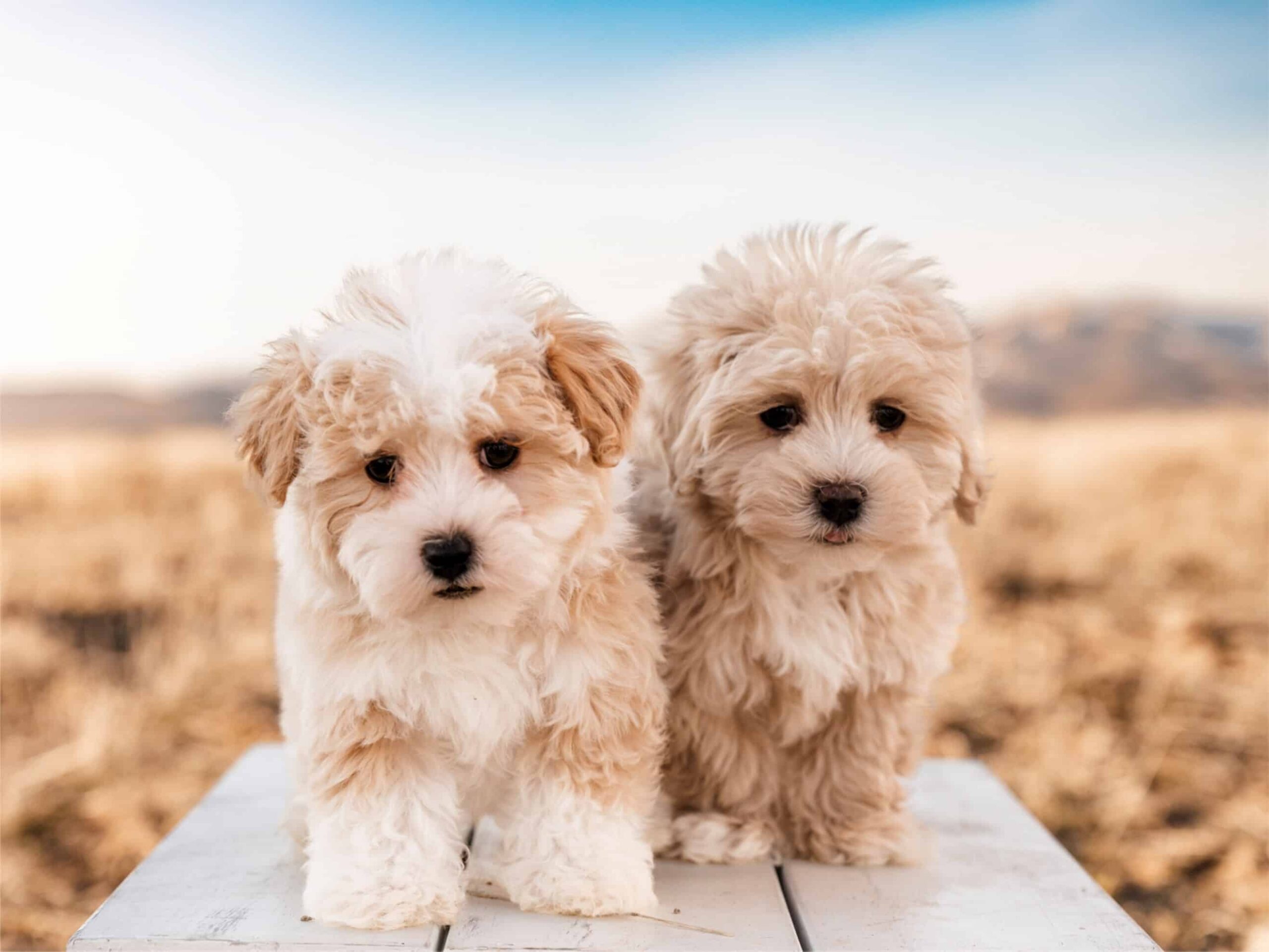 Puppies For Sale (1)