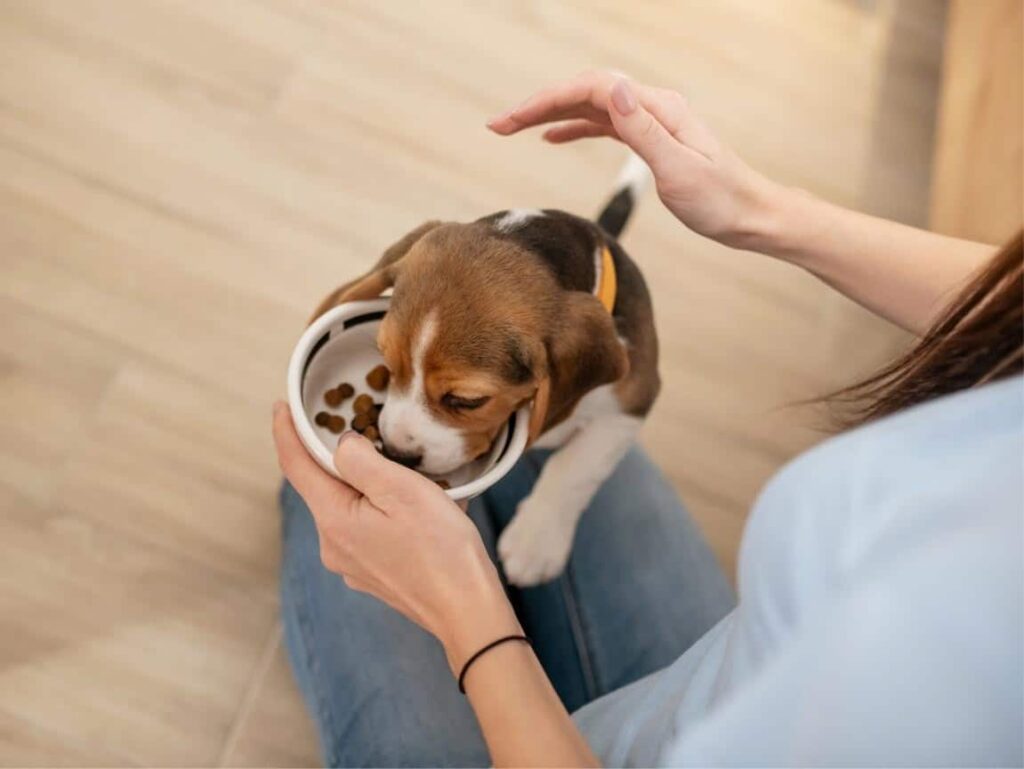 Puppy Eating from a Bowl – Best Diet for a Growing Puppy