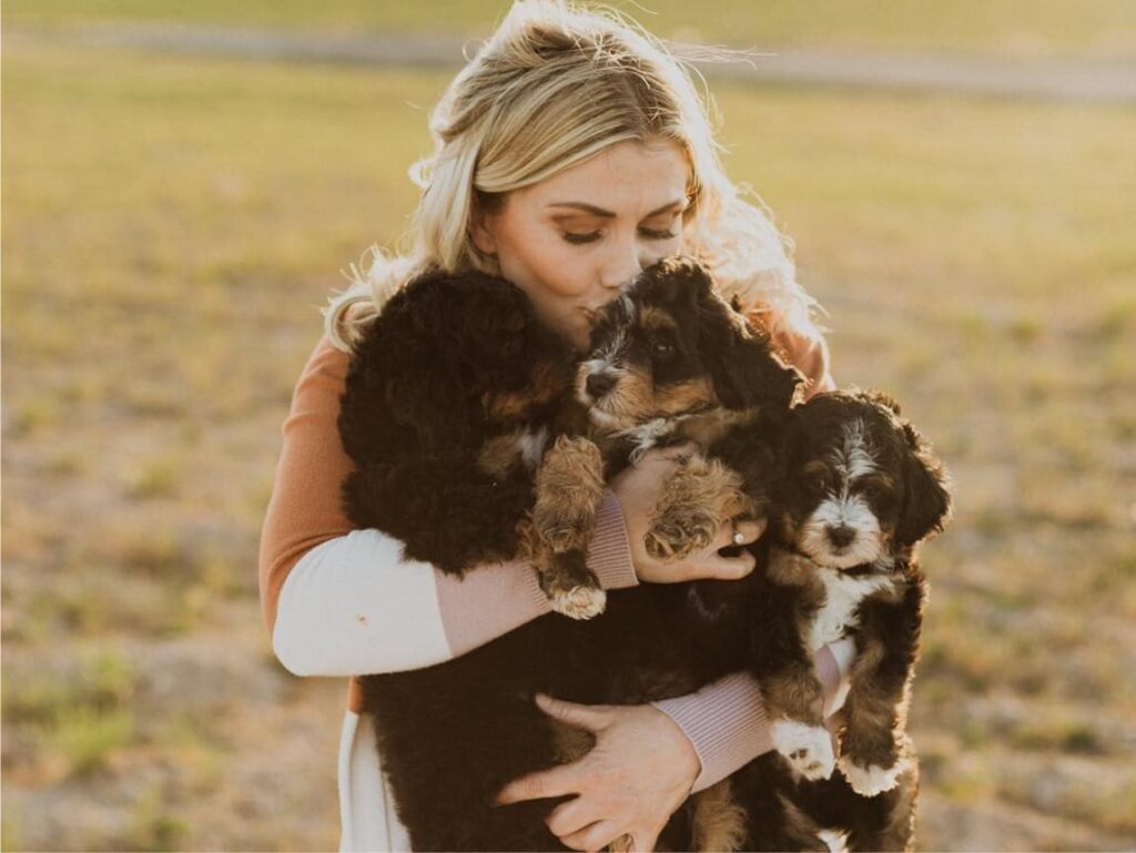 Small Bernedoodle Puppy Snuggling in Idaho