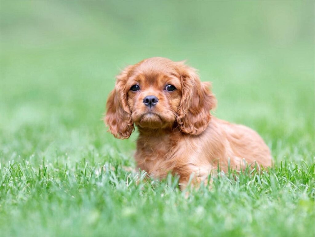 Puppy Grooming Guide