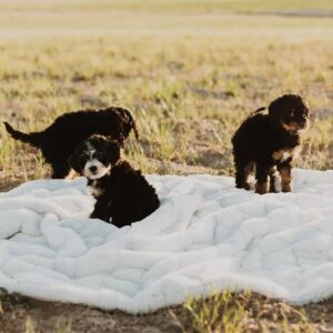 Raising the bernedoodle puppy