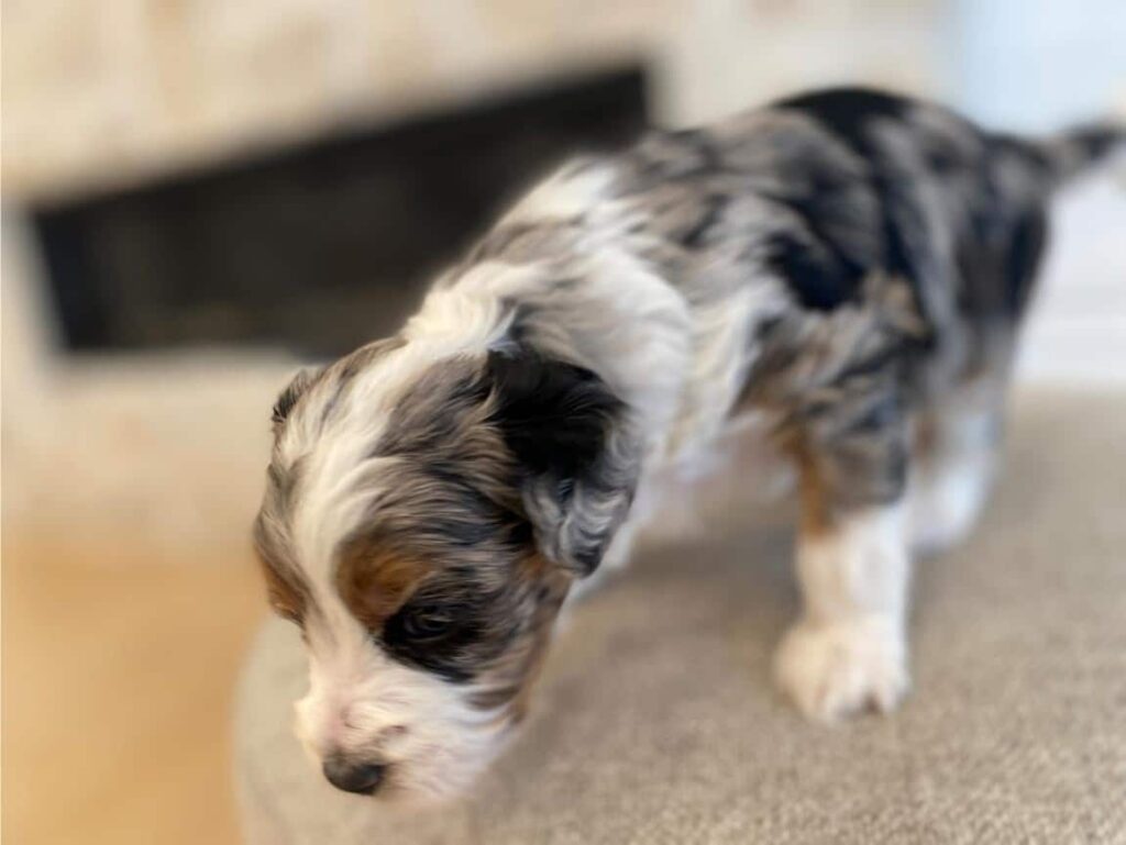 Merle Bernedoodle Puppy For Sale Idaho