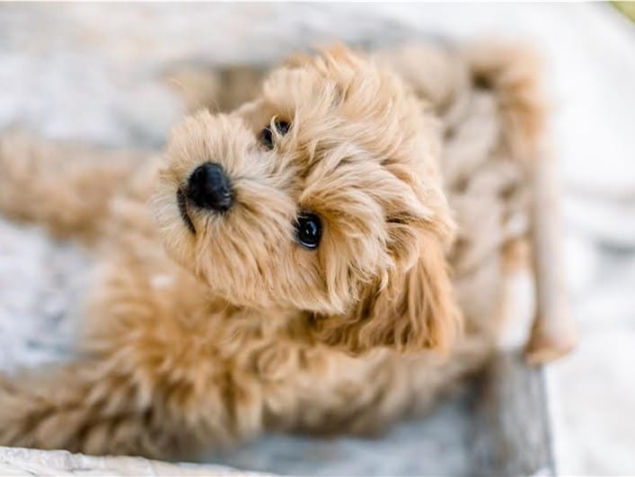 how often should havapoos visit the vet