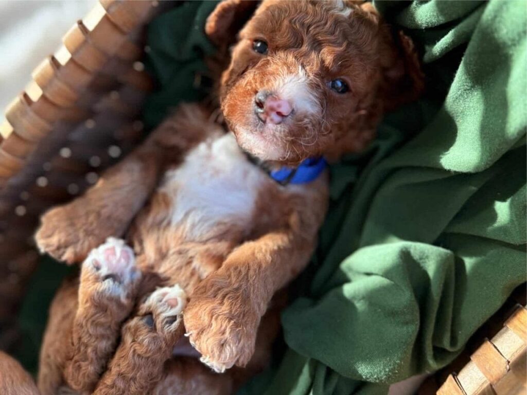 Badger – $2,500