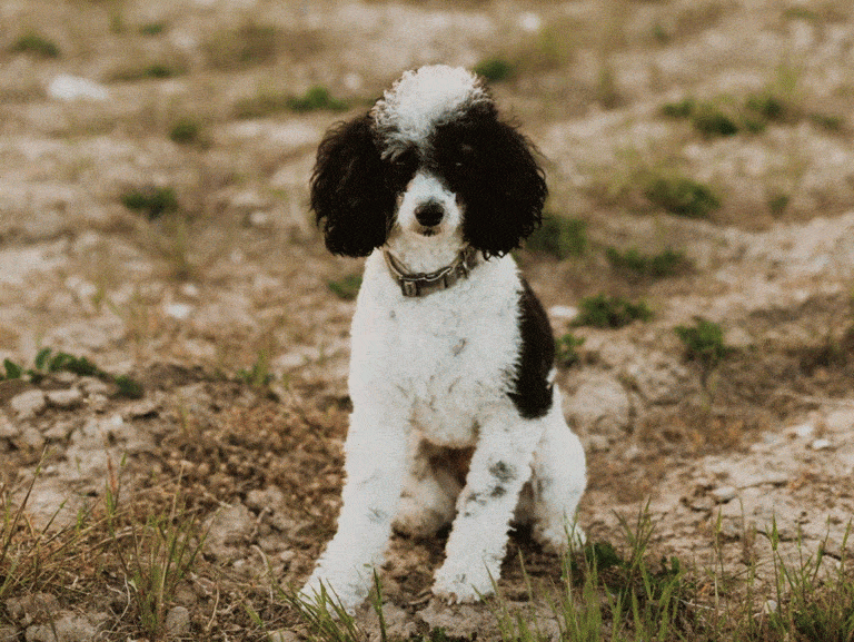Dog friendly toward other dogs