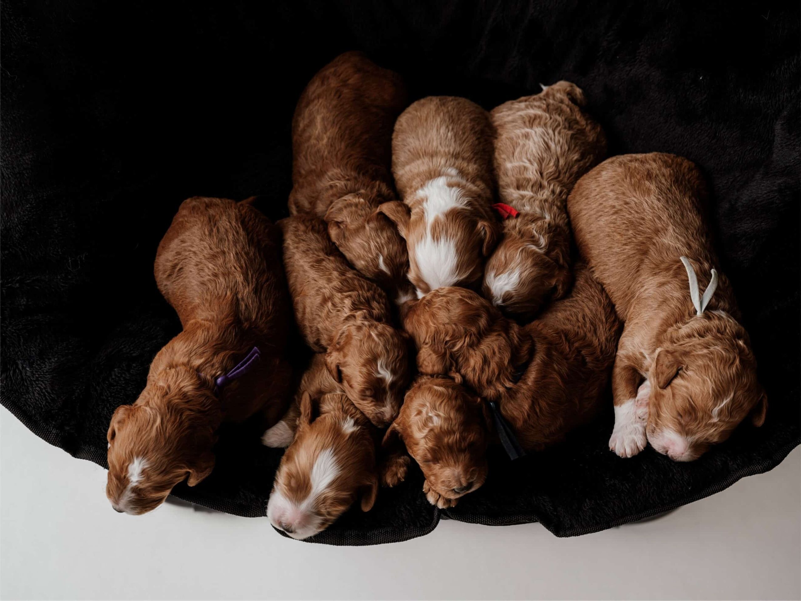 Puppies For Sale (9)