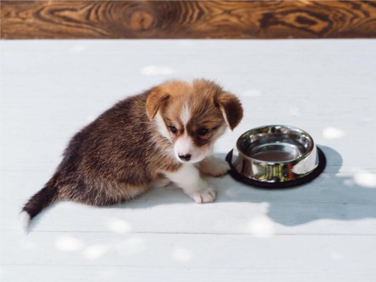 Best Diet for a Growing Puppy